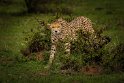 124 Masai Mara, jachtluipaard